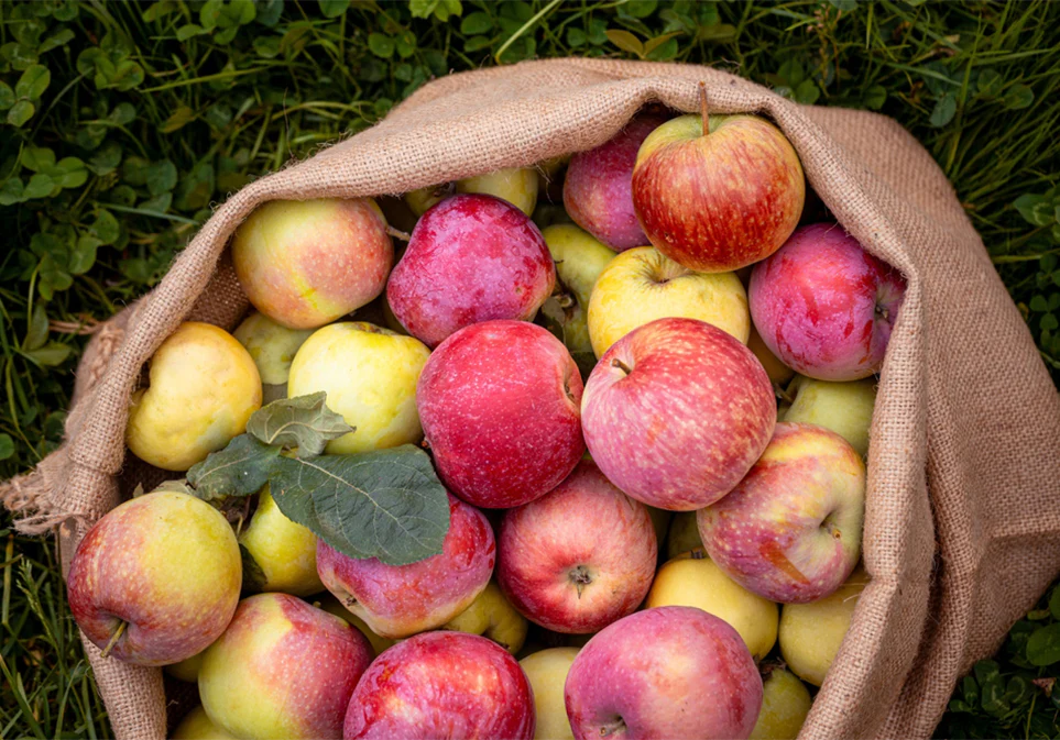 Apple Cider Tea - Image 7