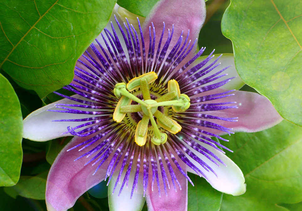 Organic Green Passionfruit Tea - Image 5