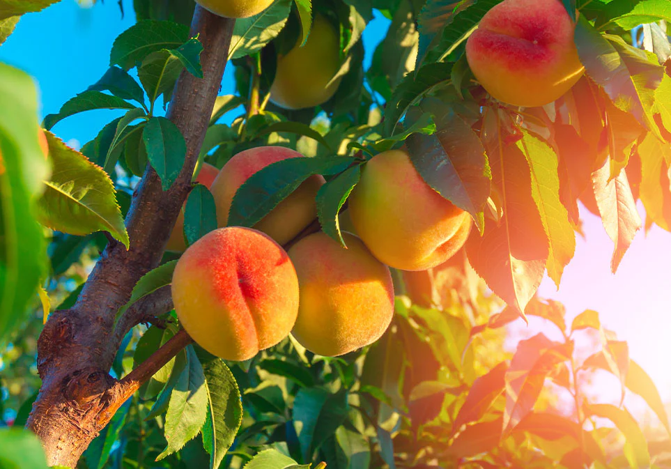Just Peachy Tea - Image 5