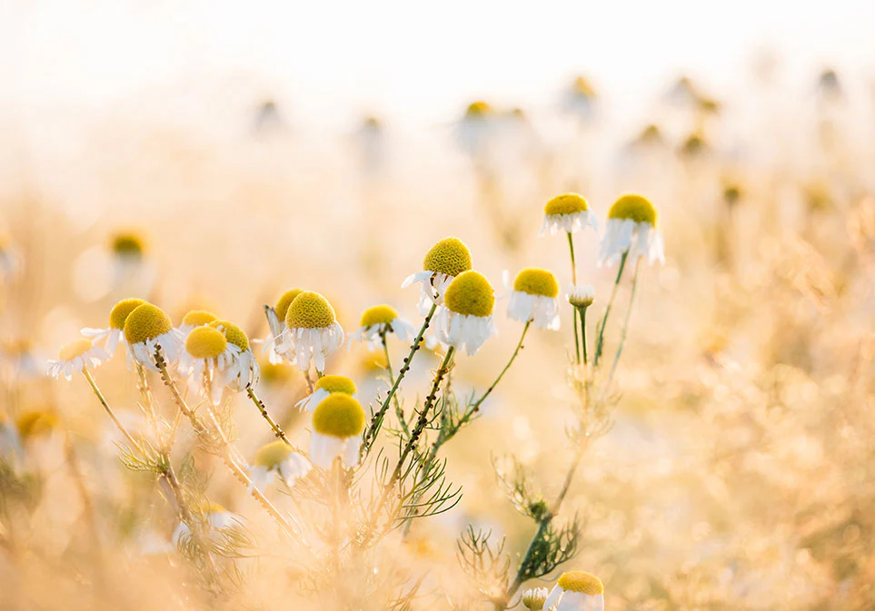 Organic Chamomile Dreamland Tea - Image 2